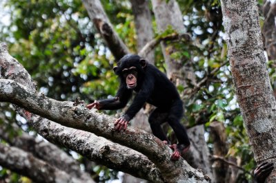 A chimpanzee in a natural forest setting in Central Africa